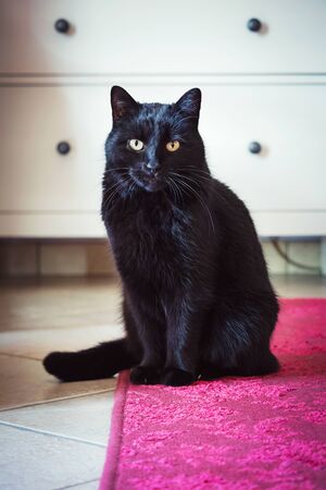 black cat with yellow eyes lying on a red carpetの写真素材