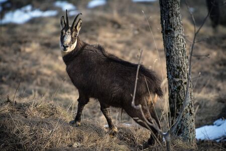 Alpine chamois. Gran Paradiso National Park, Italyの写真素材