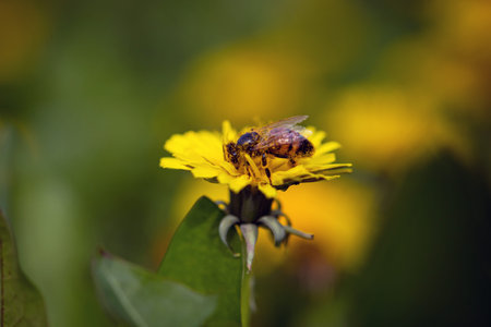 Bee on a dandelion flower close up