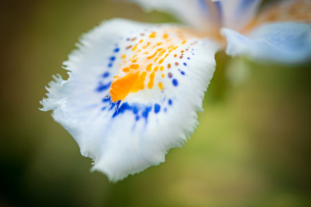 Macro picture of a blue and yellow mottled and spotted orchid stem
