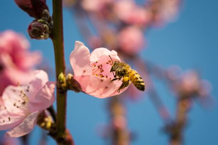 honey bee collecting nectar from flower with pollen in springtime, macroの写真素材