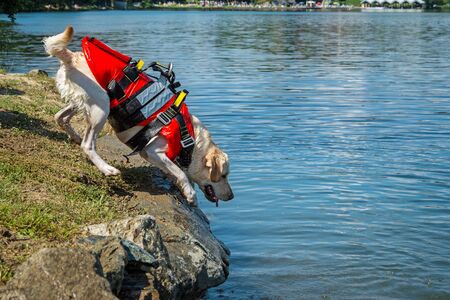 Lifeguard dog, rescue demonstration with the dogs in the waterの写真素材
