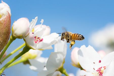 bee flying from a flower to another in a beautiful spring sunny day collecting nectarの写真素材
