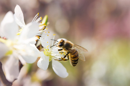 bee flying from a flower to another in a beautiful spring sunny day collecting nectar