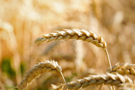 Close-up of ripe wheat ears outdoors with blue sky on backgroundの写真素材