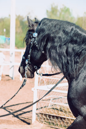 close up of Head of black horseの写真素材