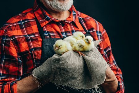 young fluffy chickens in man's hands. close up cropped photo.の写真素材
