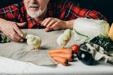 old man is watching yellow little chickens walking on the table. close up cropped photo. hobby, interestの写真素材
