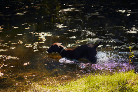 Small hunter dog swimming on lake while hunting wild duck