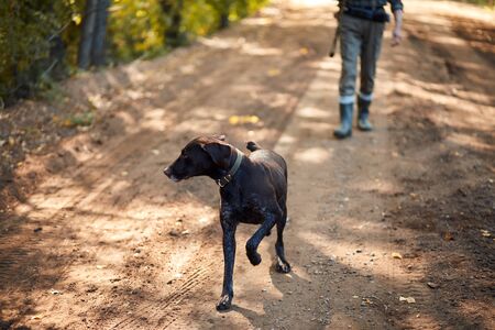 Hunter dog sitting on grass in sunny day, look at owner, have restの写真素材