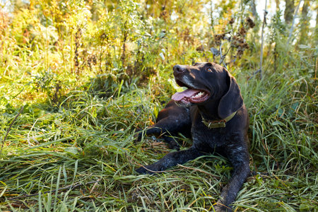 Hunter dog sitting on grass in sunny day, look at owner, have rest