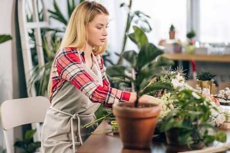 young beautiful lady florist at her own floral shop taking care of flowers, wearing red casual shirt and apron, female with blond hair surrounded by green plantsの写真素材