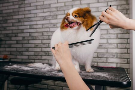 professional caucasian groomer shears and combs the dog hair. cute beautiful puppy spitz was brought on grooming because she began to molt very much. care of animals healthの写真素材