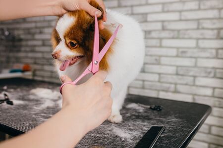 careful professional groomer cut overgrown hair of spitz, healthy and beauty procedures for animals in salon. pets, dogs, grooming, care conceptの写真素材