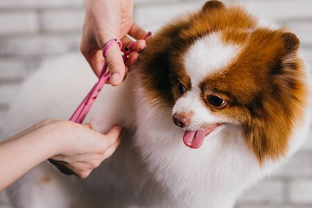female pet groomer washing, cleaning and cutting hair of spitz in grooming salon, keeping animals clean and healthy concept.の写真素材