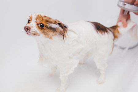 little sweet pet spitz get shower before grooming, cutting hair and claws. professional care of dogs...