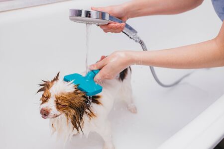 beautiful little pet spitz get hygienic shower at grooming salon. adorable domestic animal before hair cuttingの写真素材