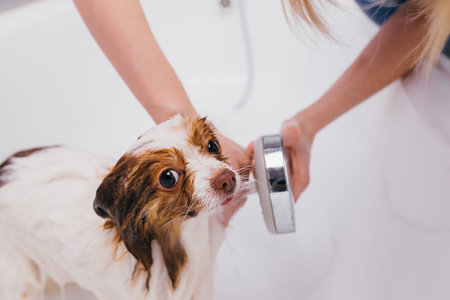 beautiful little pet spitz get shower in bath. puppy before cutting hair by professional, the dog...