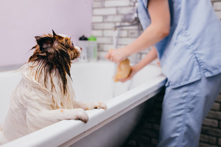 adorable little pet dog take shower in bath before grooming, hair cutting by professional groomer in...