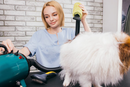 careful female groomer blow dry dogs hair before cutting. spitz after shower, calmly sit on table in grooming salonの写真素材