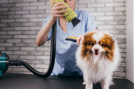 drying and combing wool of dog in grooming salon, professional groomer carefully handle with spitz. beauty care procedures of dogs in salonの写真素材