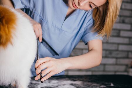 careful professional groomer cut overgrown hair of spitz, healthy and beauty procedures for animals in salon. pets, dogs, grooming, care conceptの写真素材
