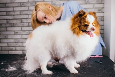 careful caucasian female groomer neatly handle with pet, domestic animal spitz. the dog with overgrown hair calmly go through cutting, groomingの写真素材