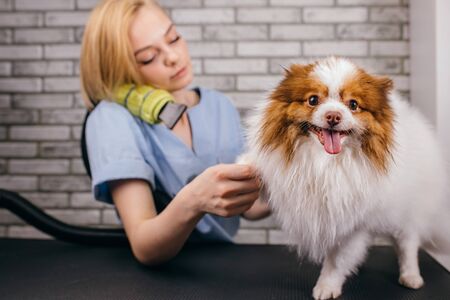 cute little pet spitz on the procedure of hair cutting in grooming salon. during wool drying, professional care of dogsの写真素材