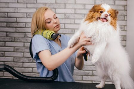 lovely little pet sit on wool drying, grooming procedure in salon. careful groomer handle with domestic animal, dries his wool before cuttingの写真素材