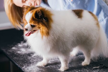small domestic animal, pet spitz with overgrown hair in grooming salon. dog get procedures of care in salon. professional grooming, hair cuttingの写真素材