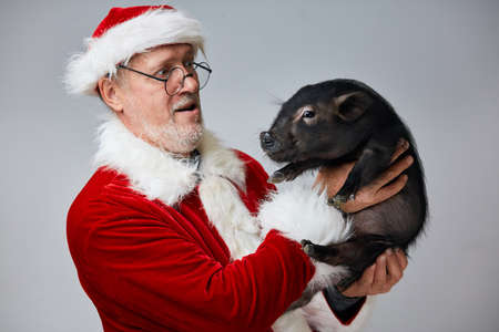 Mature Caucasian man in Santa Claus red suit and hat holding little cute black piggy poses at studio over white background. New Year Celebration Concept.の写真素材