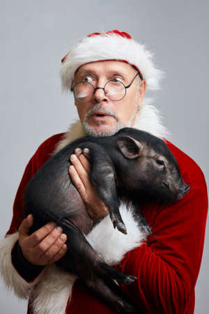 Mature Caucasian man in Santa Claus red suit and hat holding little cute black piggy poses at studio over white background. New Year Celebration Concept.の写真素材