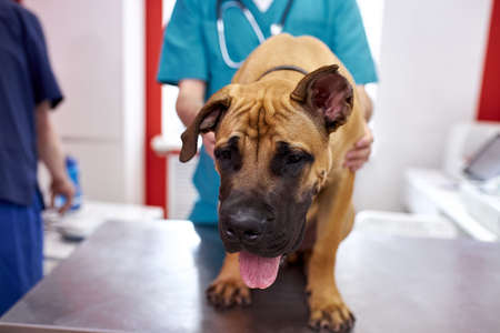 helpful veterinarian doctor making checkup of a big dog, help to throw off an illnessの写真素材