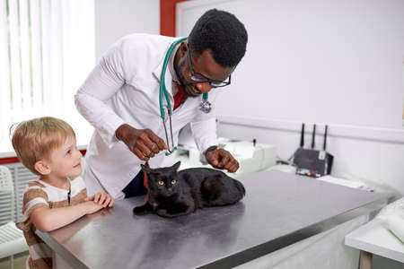 handsome african doctor veterinarian is examining cute cat while his owner is standing nearby, confident doctor inspires confidenceの写真素材