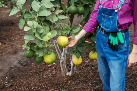 girl gardening the crop. close up cropped photo.の写真素材