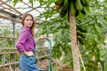 awesome girl standing on the ladder near the papaya in the greenhouse. close up photo. copy spaceの写真素材