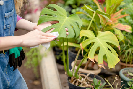 womans hands wiping the dust from exotic flower. close up cropped photo. interest, country life....