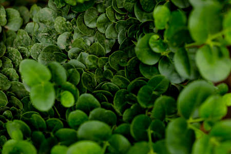 leaves texture on background, close up photo. summmer, spring concepts. the world of plantsの写真素材