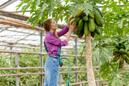 young beautiful female gardener ooking for yellow papaya. close up side view photo. copy spaceの写真素材