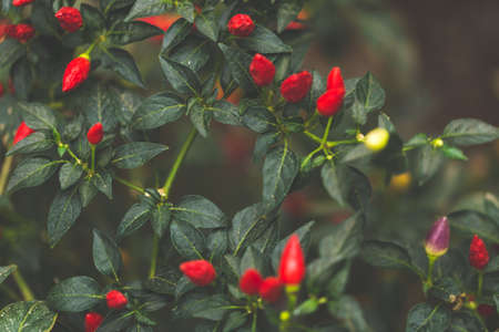 green leaves with little peppersの写真素材