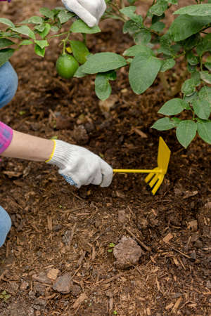 woman planting flowers in the garden. close up cropped photo.の写真素材