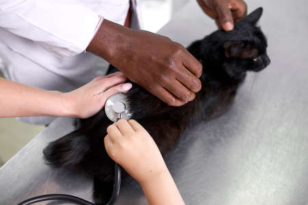 professional black vet checking health condition of cat in presence of ownersの写真素材