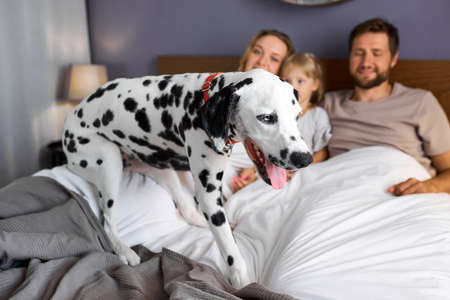 dalmatian pet dog is the member of friendly caucasian family, adorable dog on bed with owners, familyの写真素材