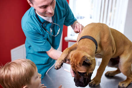 careful veterinarian is worried about dogs health, help him to cure, treat him in presence of his ownersの写真素材