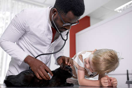 professional black vet checking health condition of cat in presence of owners, use stethoscope. in clinicの写真素材