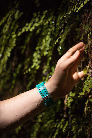 A man s hand with droplets of forest dew touches a green plant in the forest, lightened by the sun rays.の写真素材