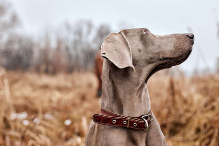 Beautiful Gray Purebred Weimaraner Dog Standing In Autumn Day, Looking at Side. Large Dog Breds For Hunting. Weimaraner Is An All-purpose Gun Dog. Animals, Hunting, Wildlife Concept.の写真素材