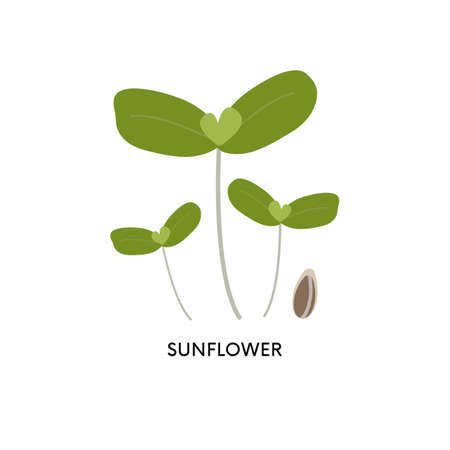 Sunflower microgreens and seed vector illustration. Superfood, home gardening, greens. Can be used for topics like healthy eating, seed germination, vegetarianismのイラスト素材