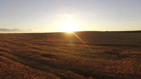 Agriculture wheat field panorama. Wheat field agriculture landscapeの写真素材