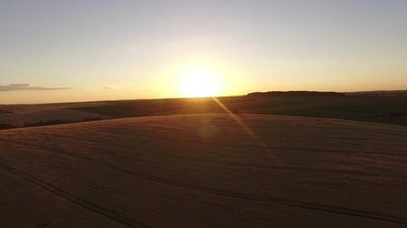 Wheat field at sunset. Sunny wheat field